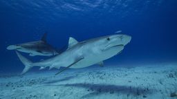 Requins et volcans, forces de la nature