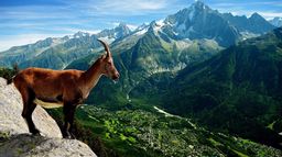 Le langage des animaux