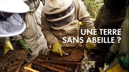 Une terre sans abeilles ?