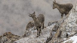 Le royaume du léopard des neiges