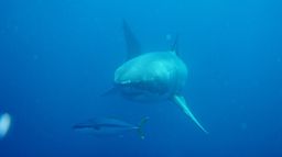Requins les plus dangereux d'Amérique
