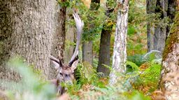 La vraie vie du cerf