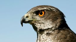 Les rapaces, maîtres des airs