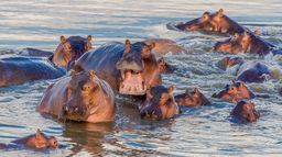 Hippopotames, les architectes de l'Okavango