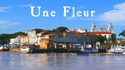 Une Fleur