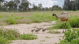 Les ailes sauvages d'Australie