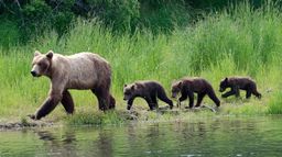 Super parents de la nature