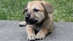 Too Cute