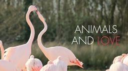 Passions animales