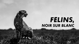 Félins noir sur blanc