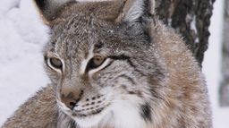 Le Lynx boréal, la reine du Grand Nord