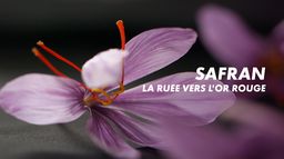 Safran, la ruée vers l'or rouge