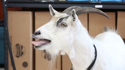La clinique des animaux exotiques