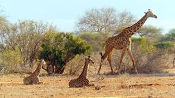 Girafes, les dernières géantes