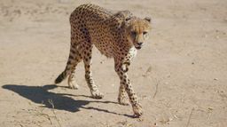 Les grands parcs d'Afrique