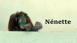 Nénette