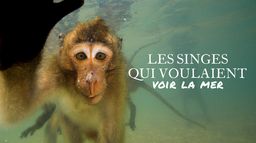 Les singes qui voulaient voir la mer