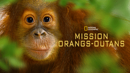 Mission orangs-outans