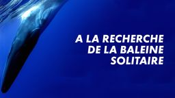 A la recherche de la baleine solitaire