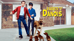 4 Bassets pour un danois
