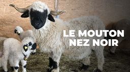 Moutons blancs, nez noirs : les chouchous du Valais