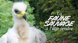 La faune sauvage à l'âge tendre