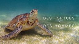 Des tortues et des hommes