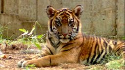 Contes de tigres