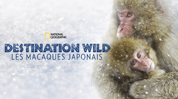 Destination Wild : Les macaques japonais