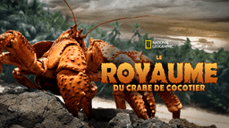 Le royaume du crabe de cocotier