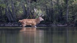 Sa majesté le cerf