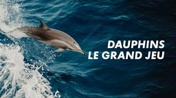 Dauphins, le grand jeu