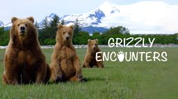 Grizzly Encounters