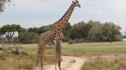 Serengeti