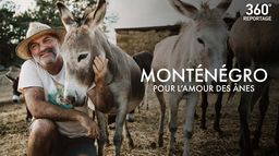 Monténégro, pour l'amour des ânes