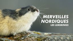 Merveilles nordiques