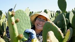 Cactus, l'or vert du Mexique