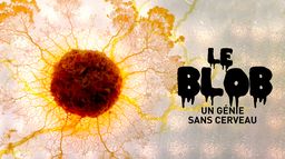 Le Blob, un génie sans cerveau