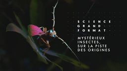 Mystérieux insectes, sur la piste des origines