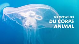 Les merveilles du corps animal