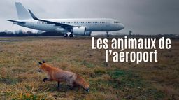 Les animaux de l'aéroport