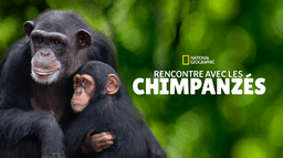 Rencontre avec les chimpanzés