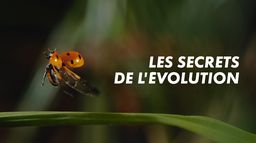 Les secrets de l'évolution