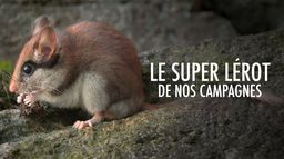 Avis de recherche : le super lérot de nos campagnes