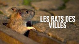 Les rats des villes : Tout un monde !