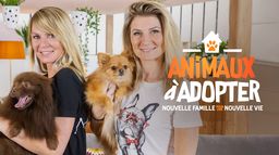 Animaux à adopter : nouvelle famille pour une nouvelle vie