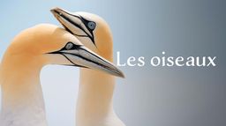Les oiseaux