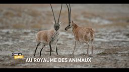 Au royaume des animaux