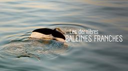 Les dernières baleines franches