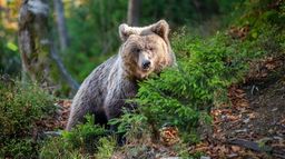L'ours qui avala une mouche
